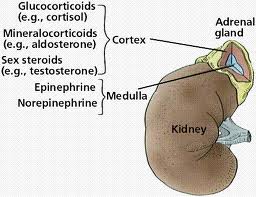 medulla of adrenal gland secretes