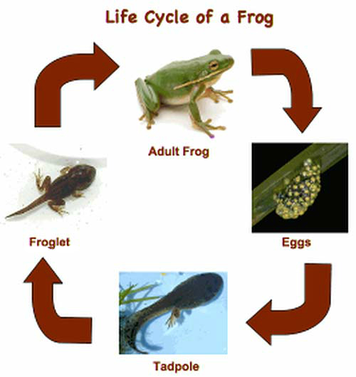 Amphibians | General Knowledge | Simply Knowledge