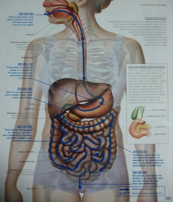 Digestive System | General Knowledge | Simply Knowledge