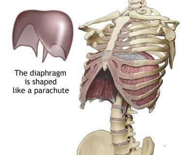 Mammals | General Knowledge | Simply Knowledge