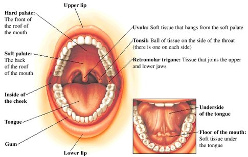 Parts Of A Mouth 48