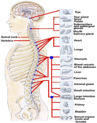 Spinal Cord | General Knowledge | Simply Knowledge