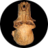 Oldest baboon fossil