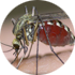 Genetic mosquito