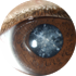 Eye drops to clear cataract