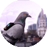 Pigeon watch