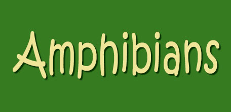 Amphians logo