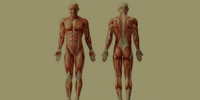 Muscular system2