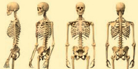 Skeletal system2